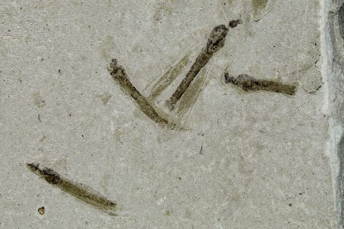 Fossil Ant and Crane Fly Cluster - Green River Formation, Utah #108835